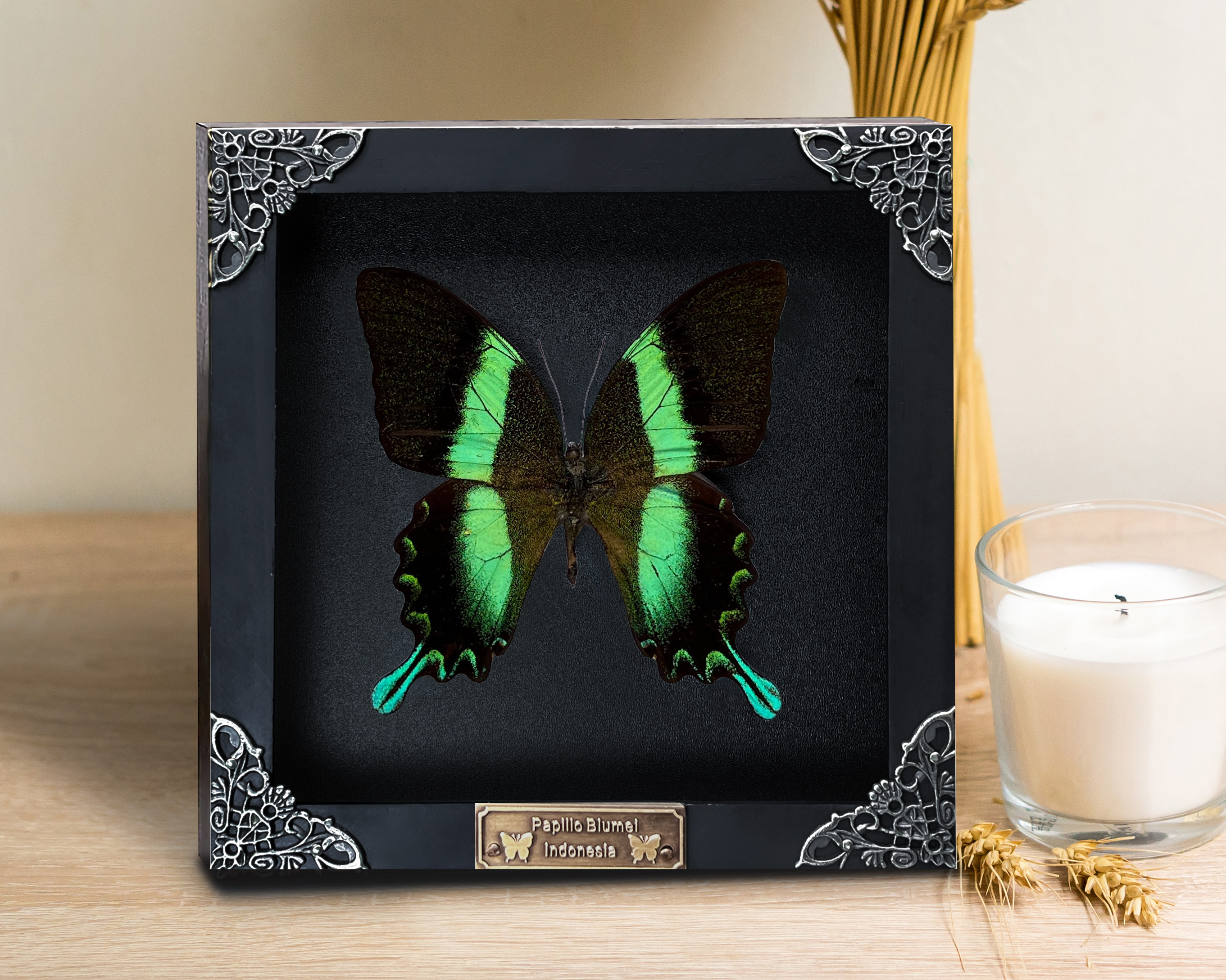 Real Framed Peacock Butterfly Moth Dead Insect Dried Black Shadow Box Black Frame Taxidermy K16-23-DE