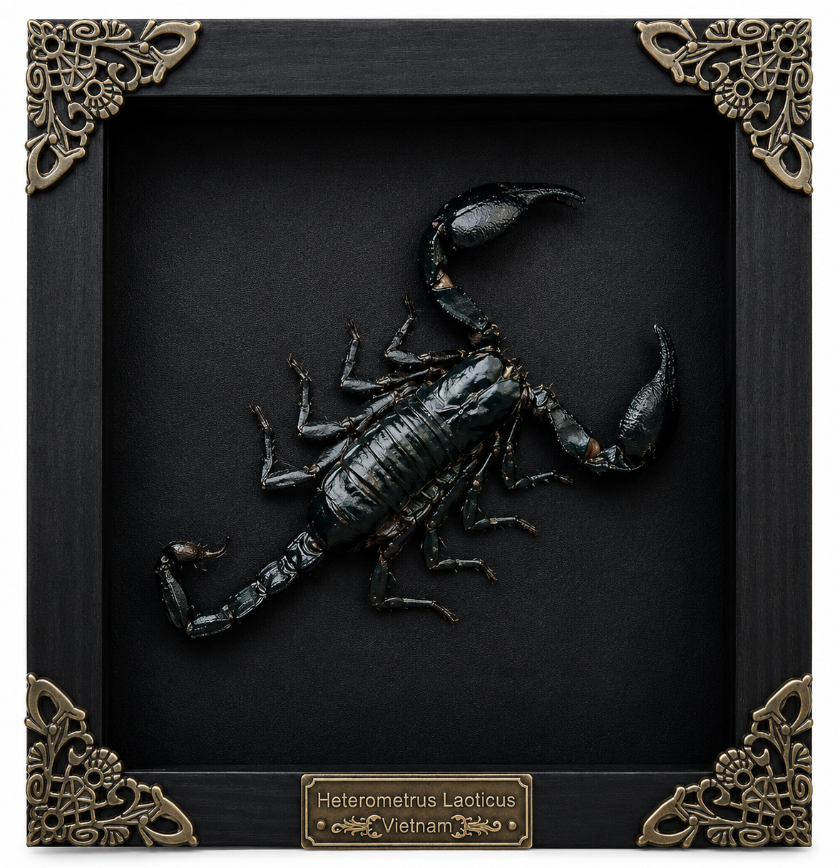Scorpion Real Wooden Framed Dried Insect  Shadow Box OddityBug K16-51-NEM