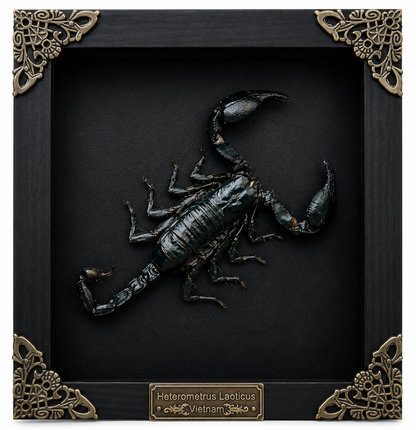 Scorpion Real Wooden Framed Dried Insect  Shadow Box OddityBug K16-51-NEM