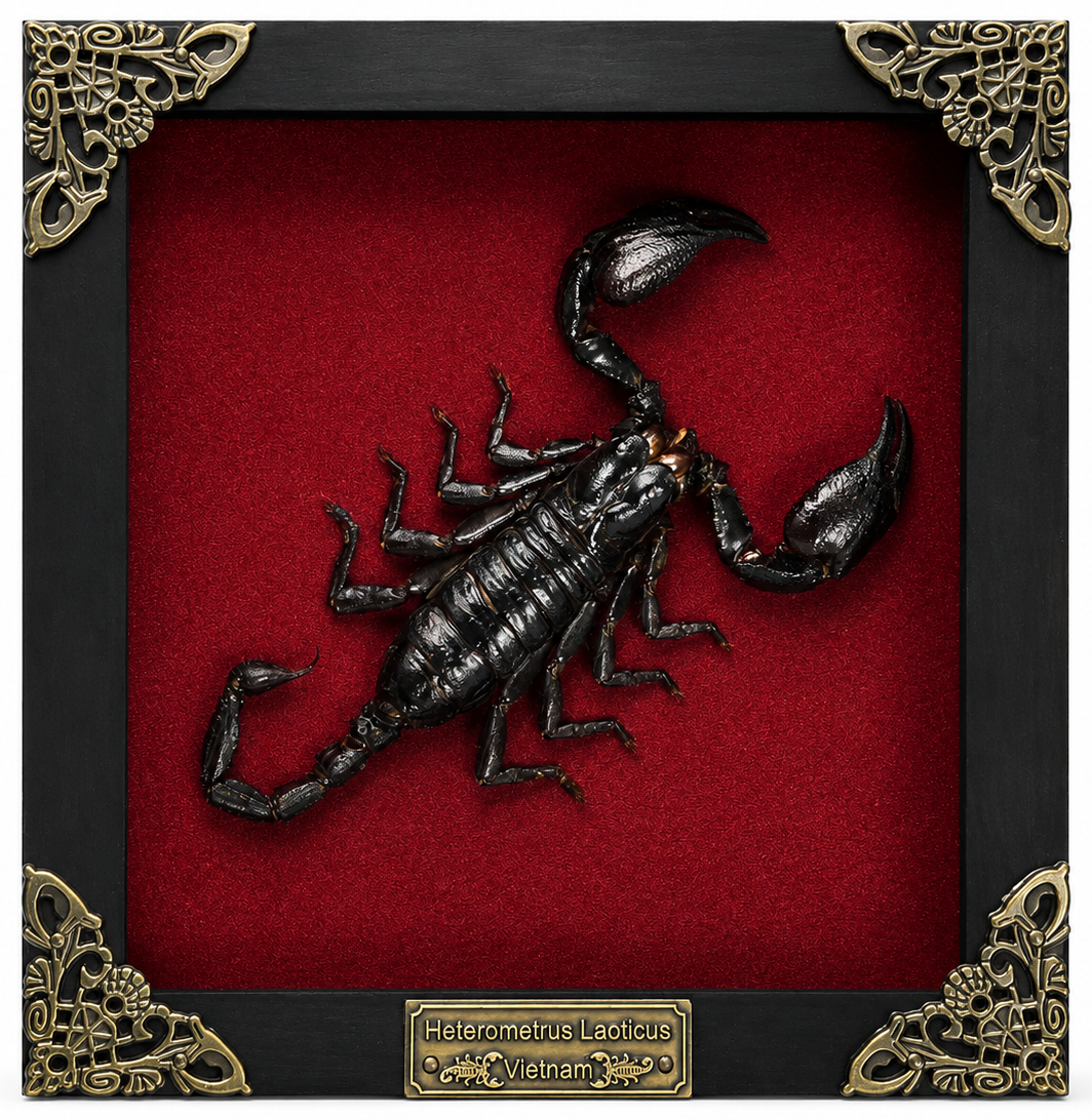 Scorpion Real Wooden Framed Dried Insect  Shadow Box OddityBug K16-51-NEM