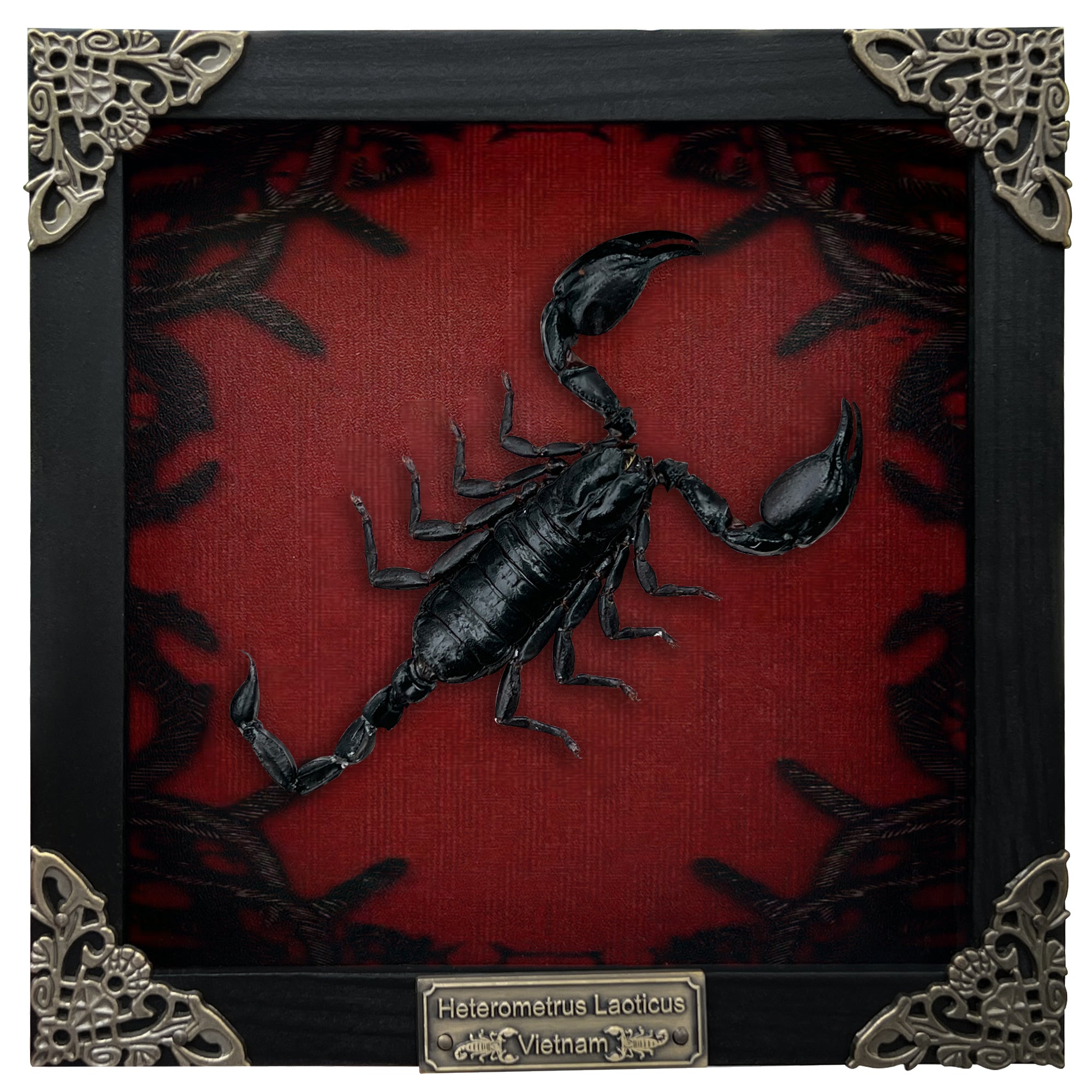 Real Scorpion Taxidermy Gothic Goth Dark Wall Decor Background Frame Specimen Spooky Creepy K16-51-GT1