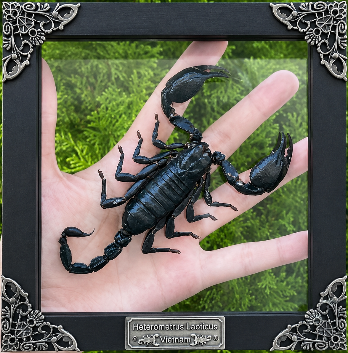 Scorpion Real Wooden Framed Dried Insect  Shadow Box OddityBug K16-51-NEM