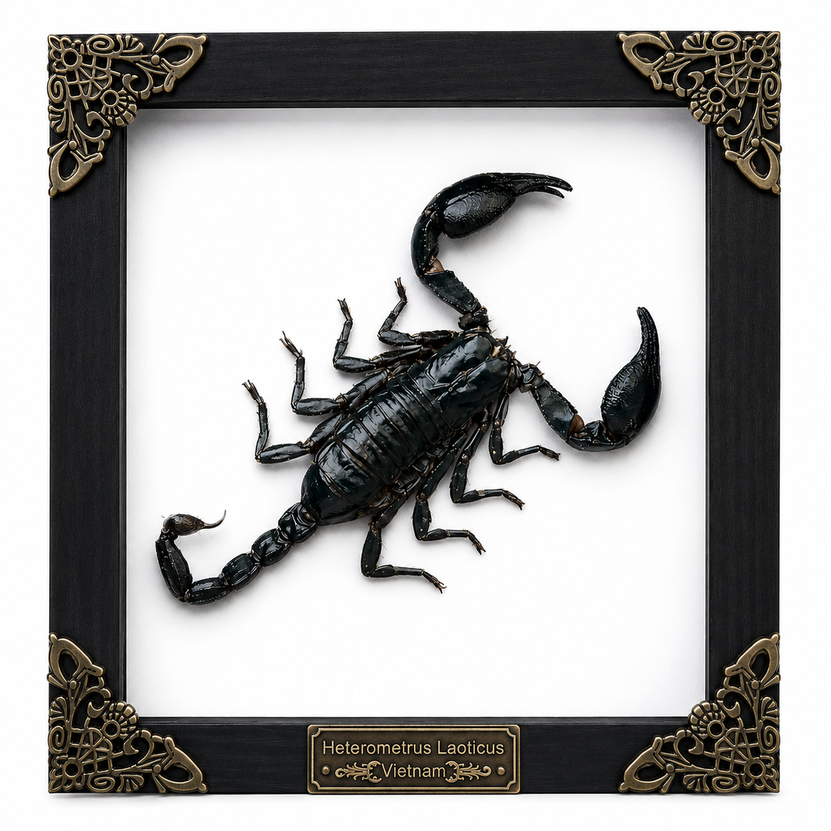 Scorpion Real Wooden Framed Dried Insect  Shadow Box OddityBug K16-51-NEM