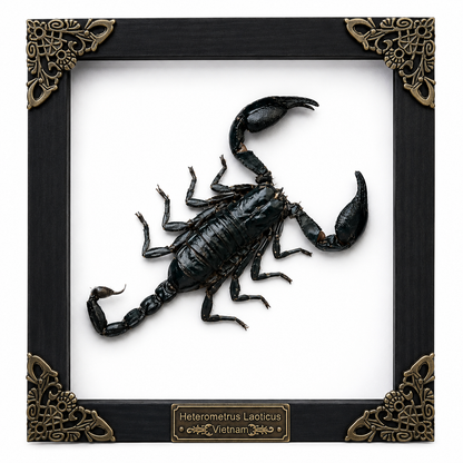 Scorpion Real Wooden Framed Dried Insect  Shadow Box OddityBug K16-51-NEM