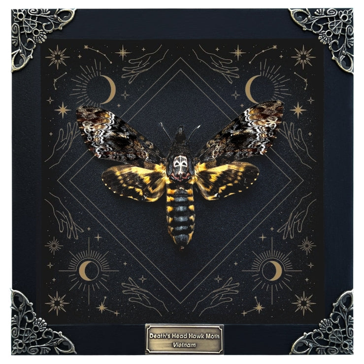 Deadth Head Moth Acherontia Taxidermy Astronomy Background Frame Star-Gazing Insect K18-01-AS1