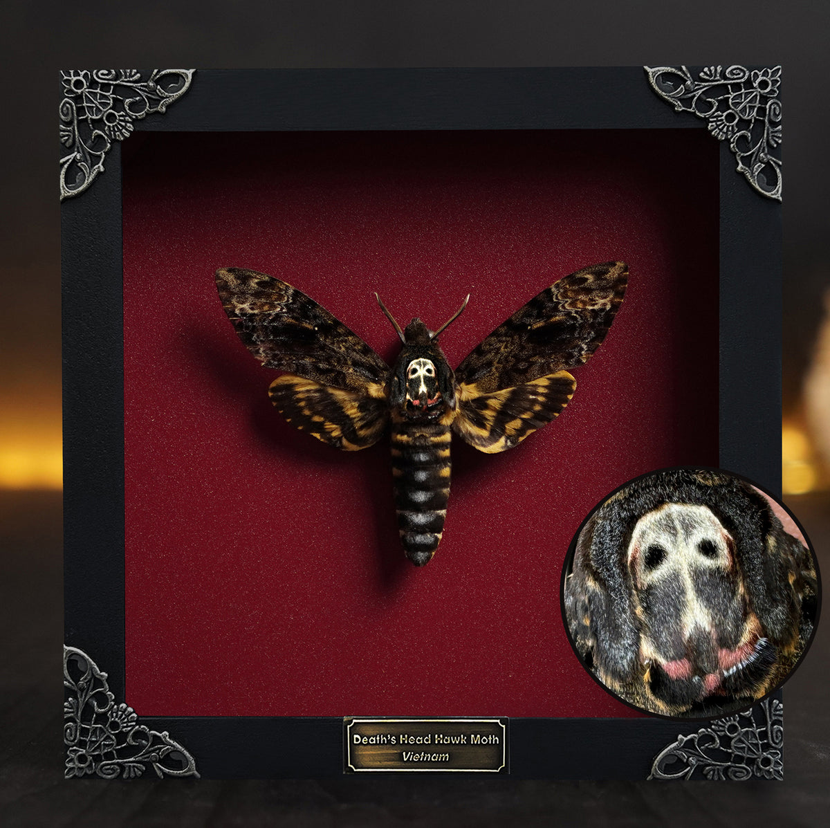 Real Death Head Moth Framed Moth Taxidermy Gothic Home Decor Insect Bug Specimen Collection