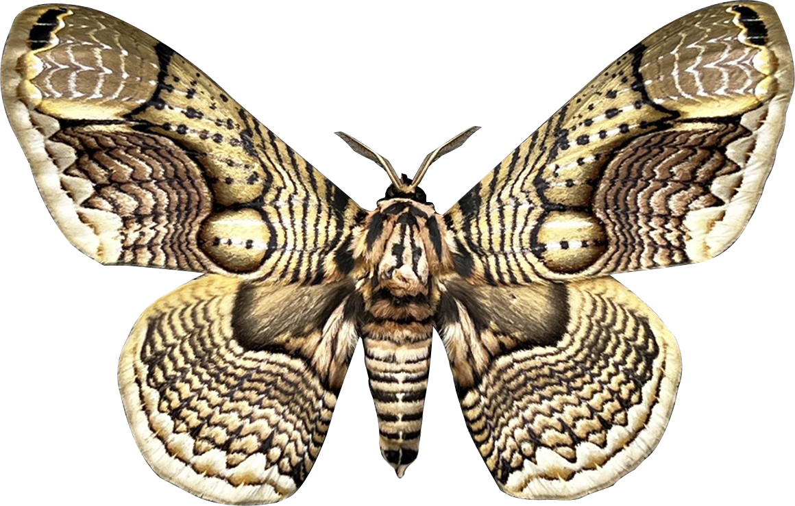 Real Owl Moth Brahmaea Specimen, Unmounted Dried Butterfly, Natural Insect Collectible