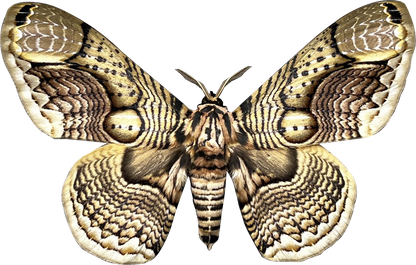 Real Owl Moth Brahmaea Specimen, Unmounted Dried Butterfly, Natural Insect Collectible