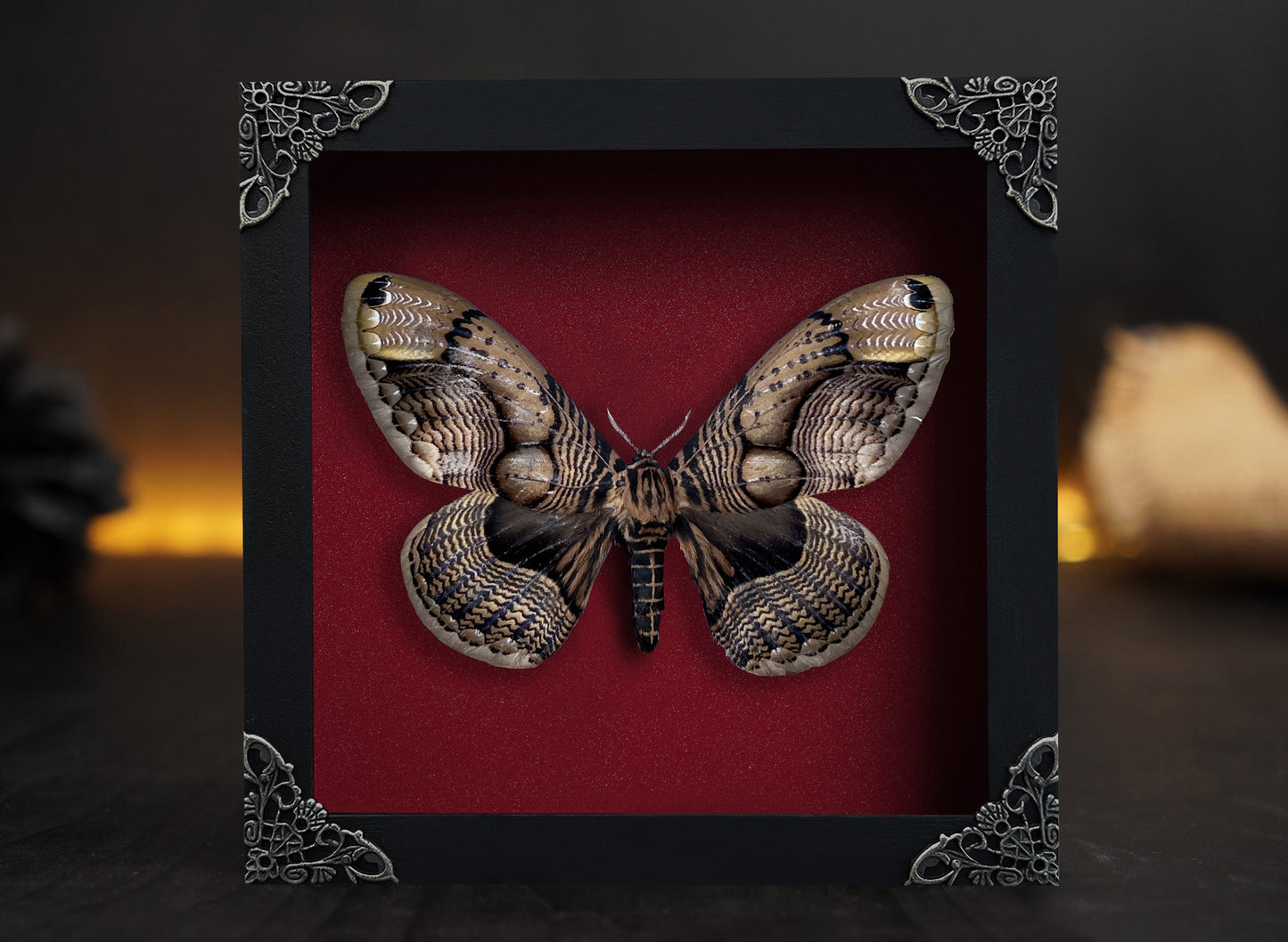 Real Moth Framed Butterfly Dead Insect Lover Dried Bug White Frame Shadow Box K18-21-TR