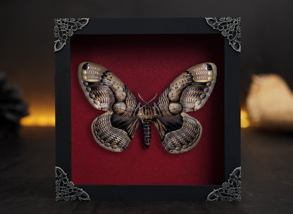 Real Moth Framed Butterfly Dead Insect Lover Dried Bug White Frame Shadow Box K18-21-TR