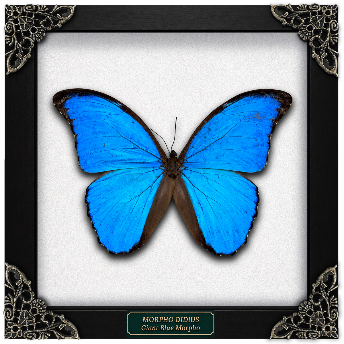 Real Morpho Didius Butterfly Framed Taxidermy, Blue Butterfly Wall Art, Insect Shadow Box Decor K19-22-DE