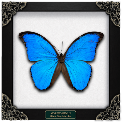 Real Morpho Didius Butterfly Framed Taxidermy, Blue Butterfly Wall Art, Insect Shadow Box Decor K19-22-DE