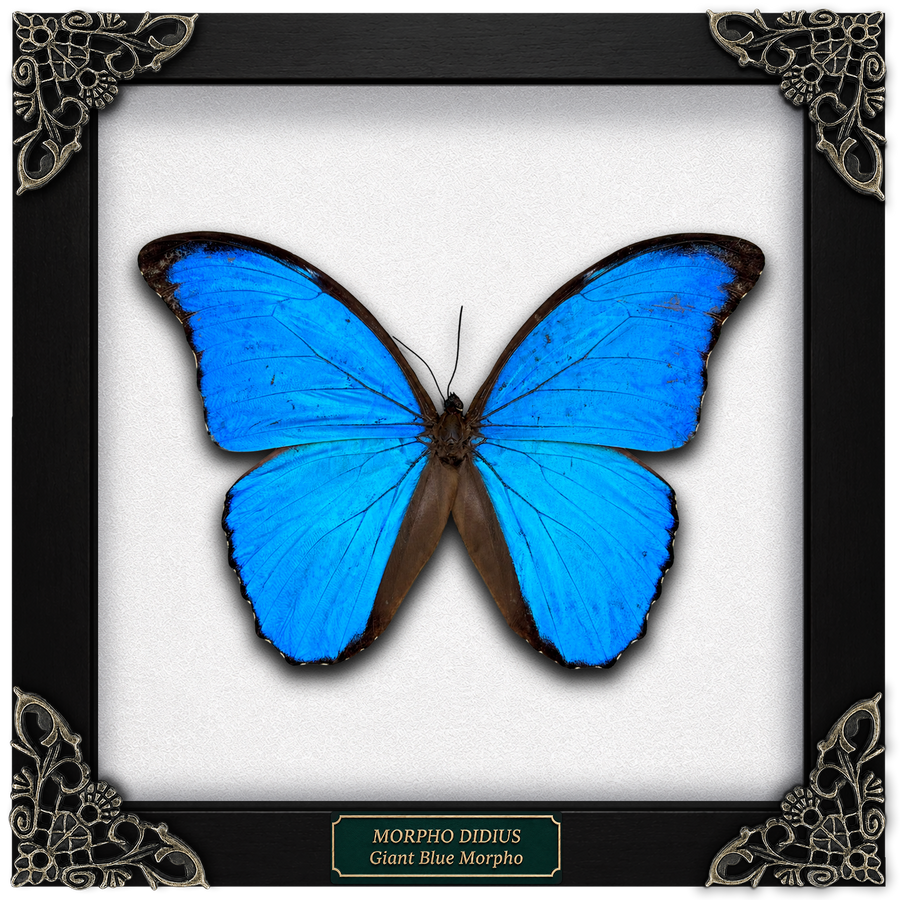 Real Morpho Didius Butterfly Framed Taxidermy, Blue Butterfly Wall Art, Insect Shadow Box Decor K19-22-DE