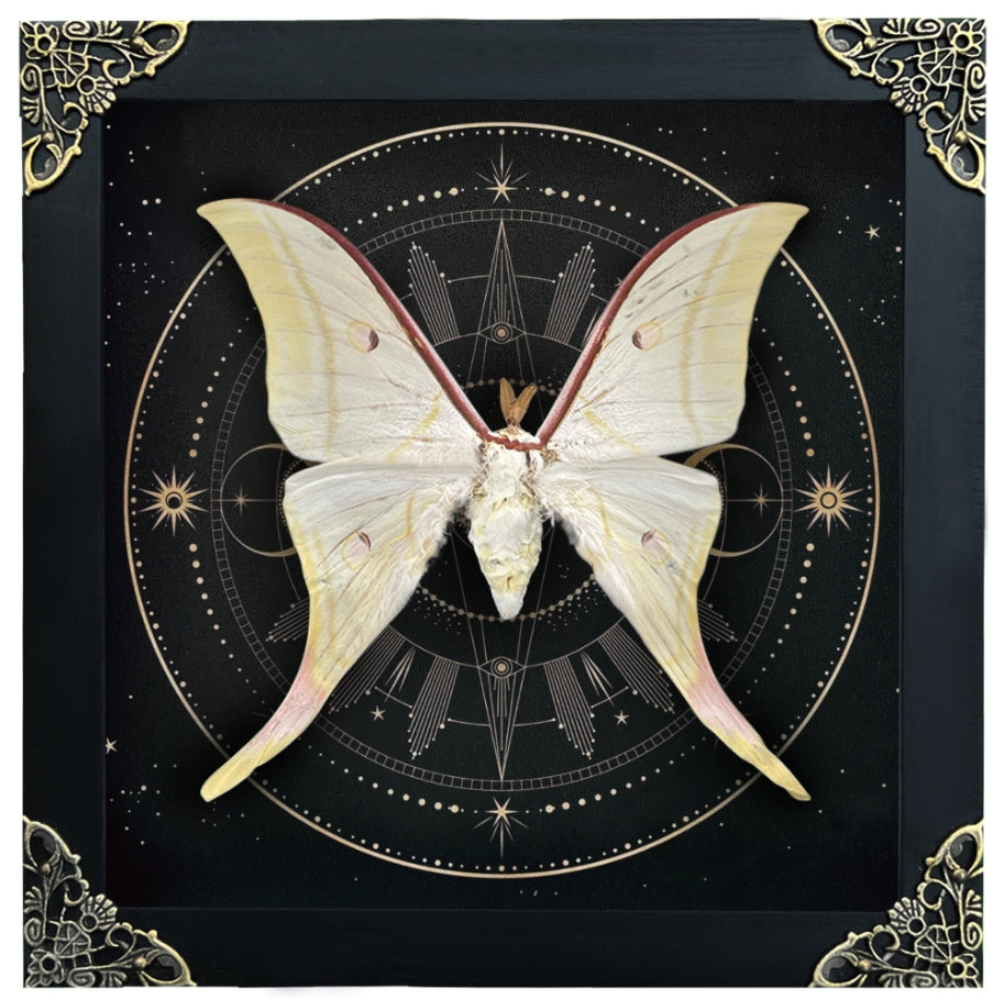Real Luna Moth Actias Luna Moth Butterfly With Astronomy K19-39-AS5