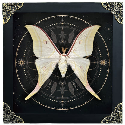 Real Luna Moth Actias Luna Moth Butterfly With Astronomy K19-39-AS5