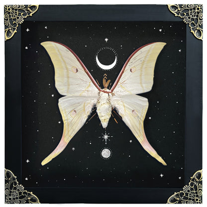 Real Luna Moth Actias Luna Moth Butterfly With Astronomy K19-39-AS5