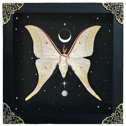 Real Luna Moth Actias Luna Moth Butterfly With Astronomy K19-39-AS5