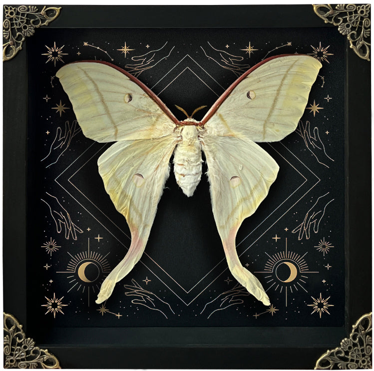 Real Luna Moth Actias Luna Moth Moon Phases Star Astrology Actias Butterfly Taxidermy Astronomy K22-33-AS1