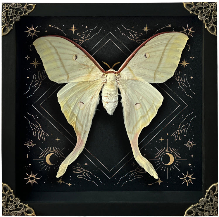 Real Luna Moth Actias Luna Moth Moon Phases Star Astrology Actias Butterfly Astronomy K22-33-AS1