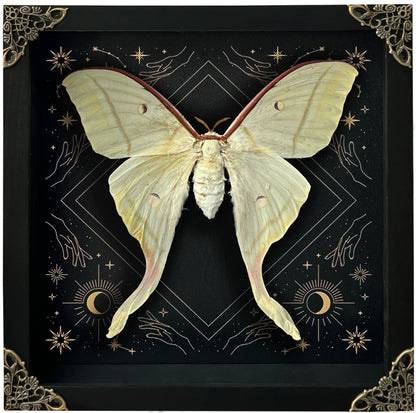 Real Luna Moth Actias Luna Moth Moon Phases Star Astrology Actias Butterfly Astronomy K22-33-AS1