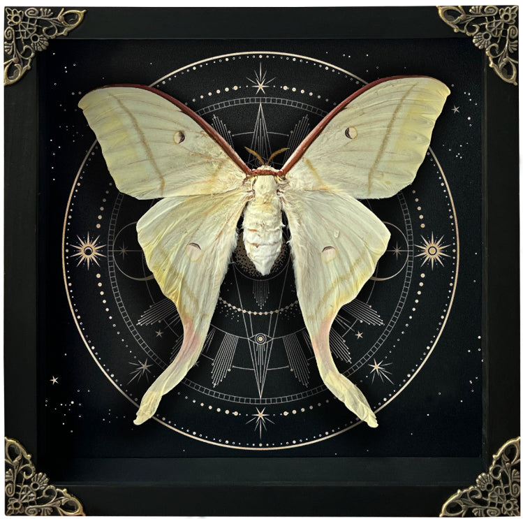 Real Luna Moth Actias Luna Moth Moon Phases Star Astrology Actias Butterfly Taxidermy Astronomy K22-33-AS2
