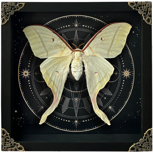 Real Luna Moth Actias Luna Moth Moon Phases Star Astrology Actias Butterfly Astronomy K22-33-AS2