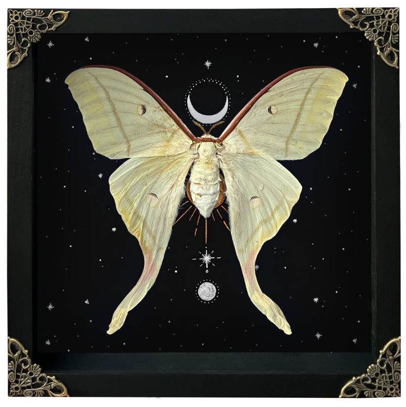 Real Luna Moth Moon Star Butterfly Framed Moon Phase Star Astrology Insect Taxidermy Universe Artwork Display Collection K22-33-AS5