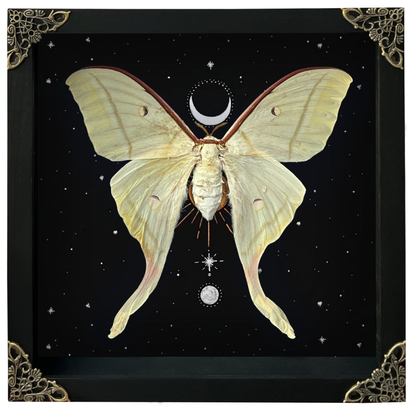 Real Luna Moth Moon Star Butterfly Framed Moon Phase Star Astrology Insect Universe Artwork Display Collection K22-33-AS5