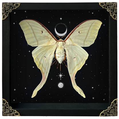 Real Luna Moth Moon Star Butterfly Framed Moon Phase Star Astrology Insect Universe Artwork Display Collection K22-33-AS5