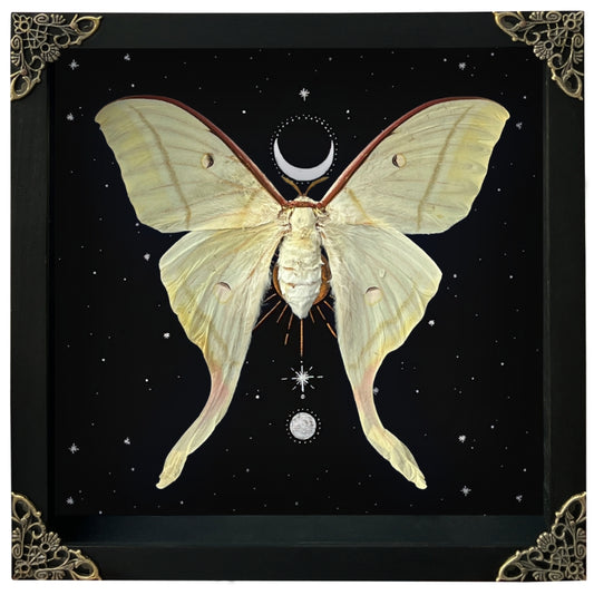 Real Luna Moth Moon Star Butterfly Framed Moon Phase Star Astrology Insect Universe Artwork Display Collection K22-33-AS5