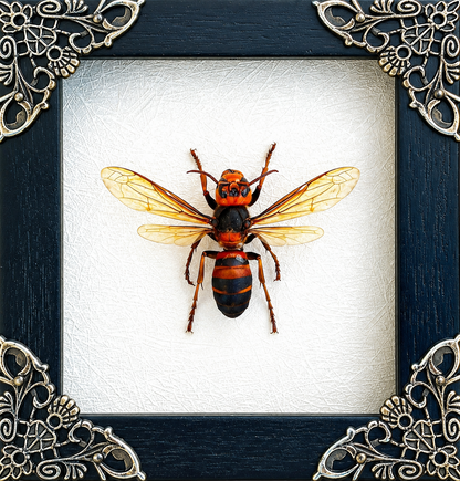 Ant Bee Frame