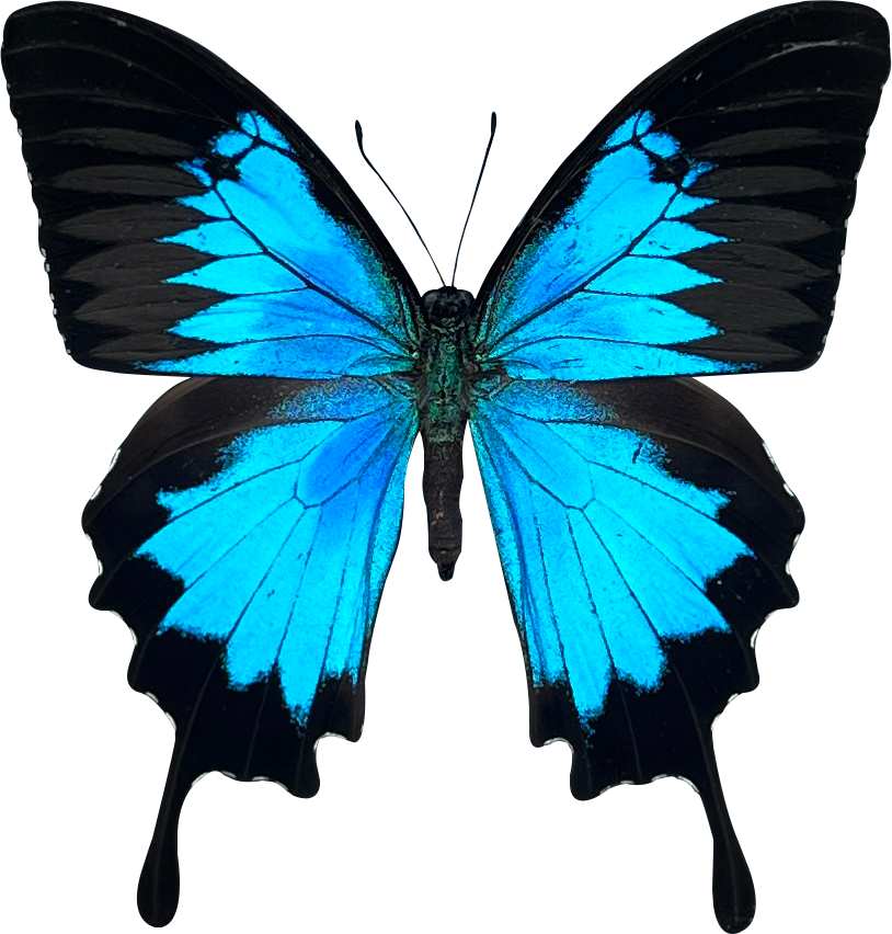 Real Papilio Ulysses Butterfly – Blue Emperor Swallowtail Specimen