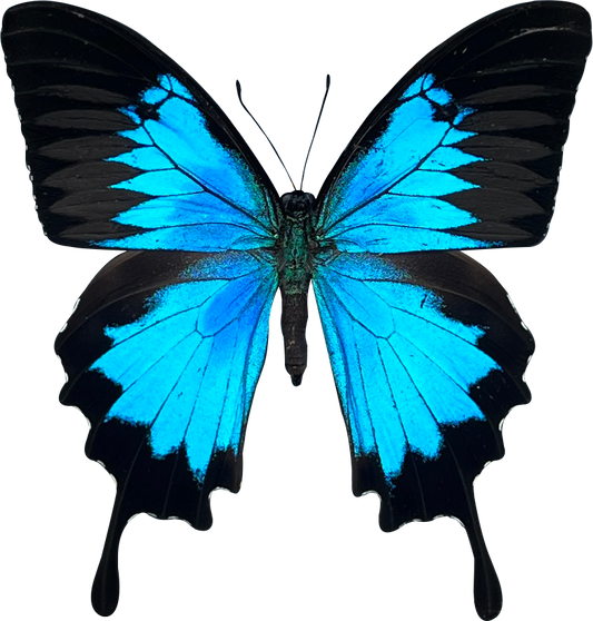 Real Papilio Ulysses Butterfly – Blue Emperor Swallowtail Specimen