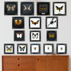 Real Framed Peacock Butterfly Moth Dead Insect Dried Black Shadow Box Black Frame Taxidermy K16-23-DE