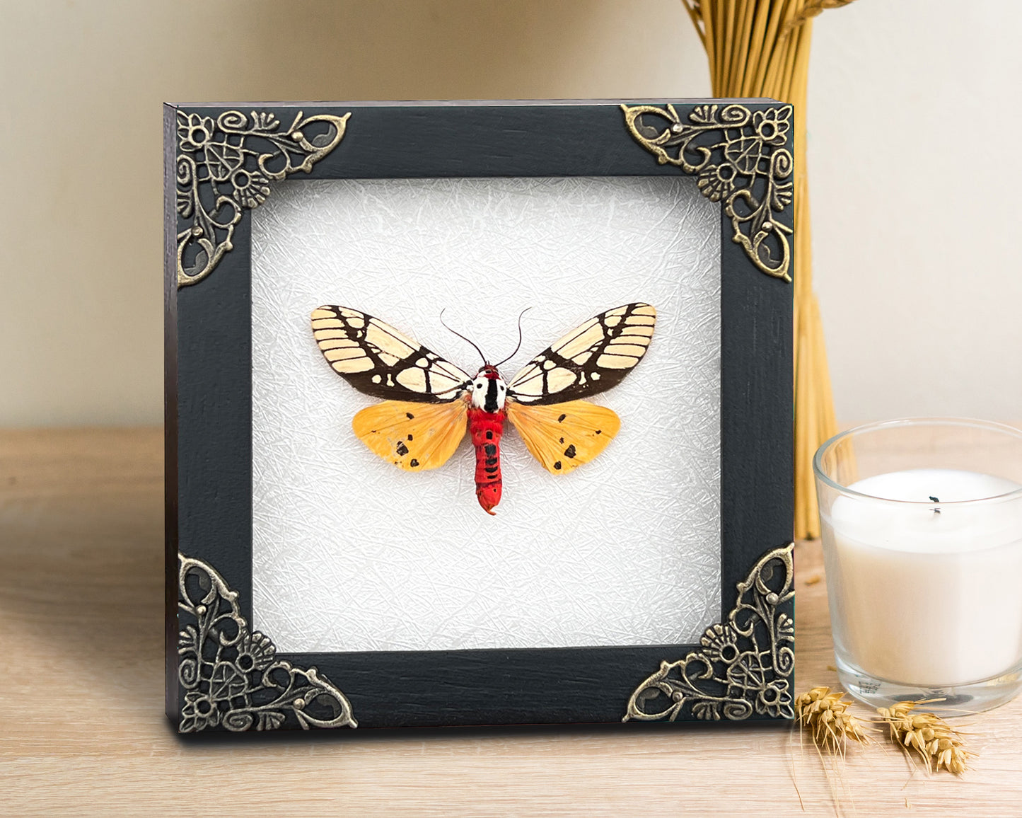 Real Moth Open Wings Gothic Decor Insect Shadow Box Entomology Gift K12-14-TR