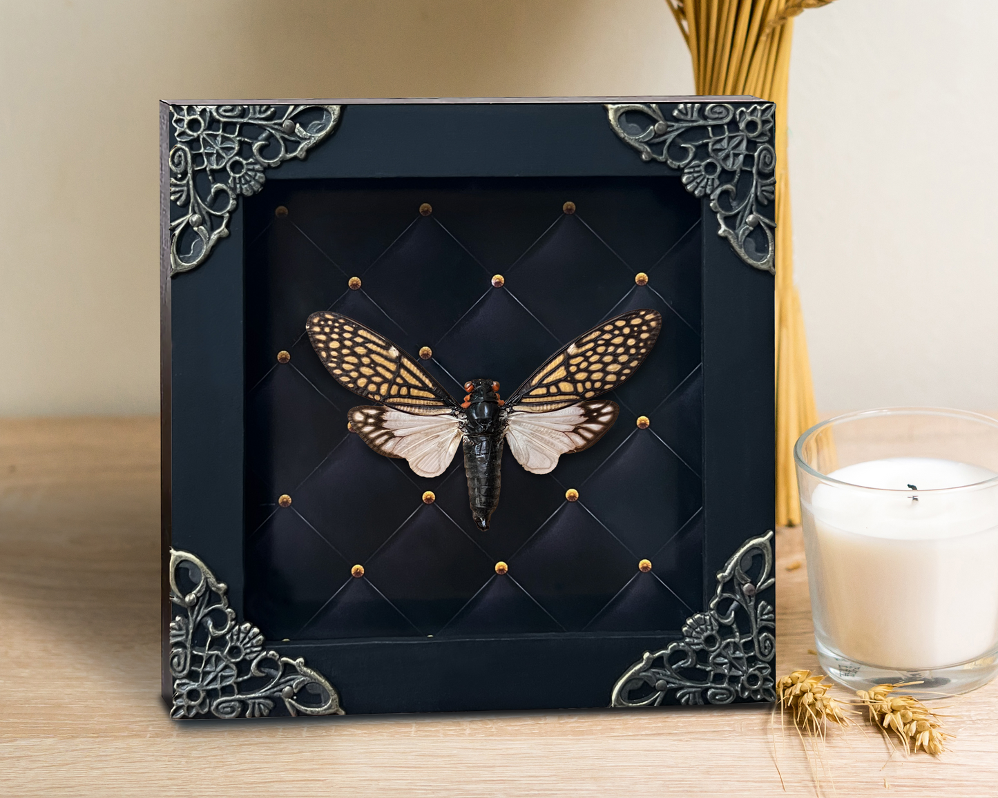 Real Framed Cicada Tailanga White Wooden Specimen Oddities K12-63-NEM