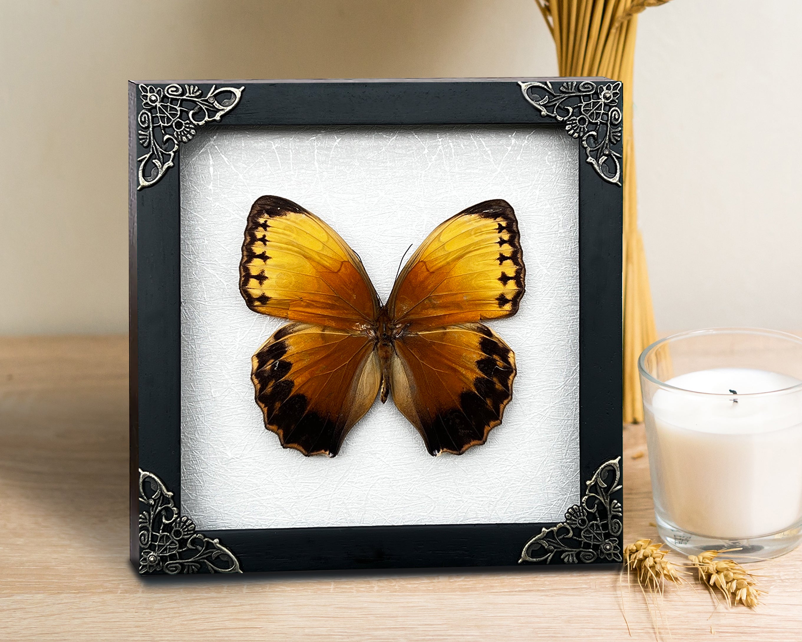 Real Butterfly Stichopthalma Wooden Frame Dried Insect Specimens Taxidermy K16-02-TR