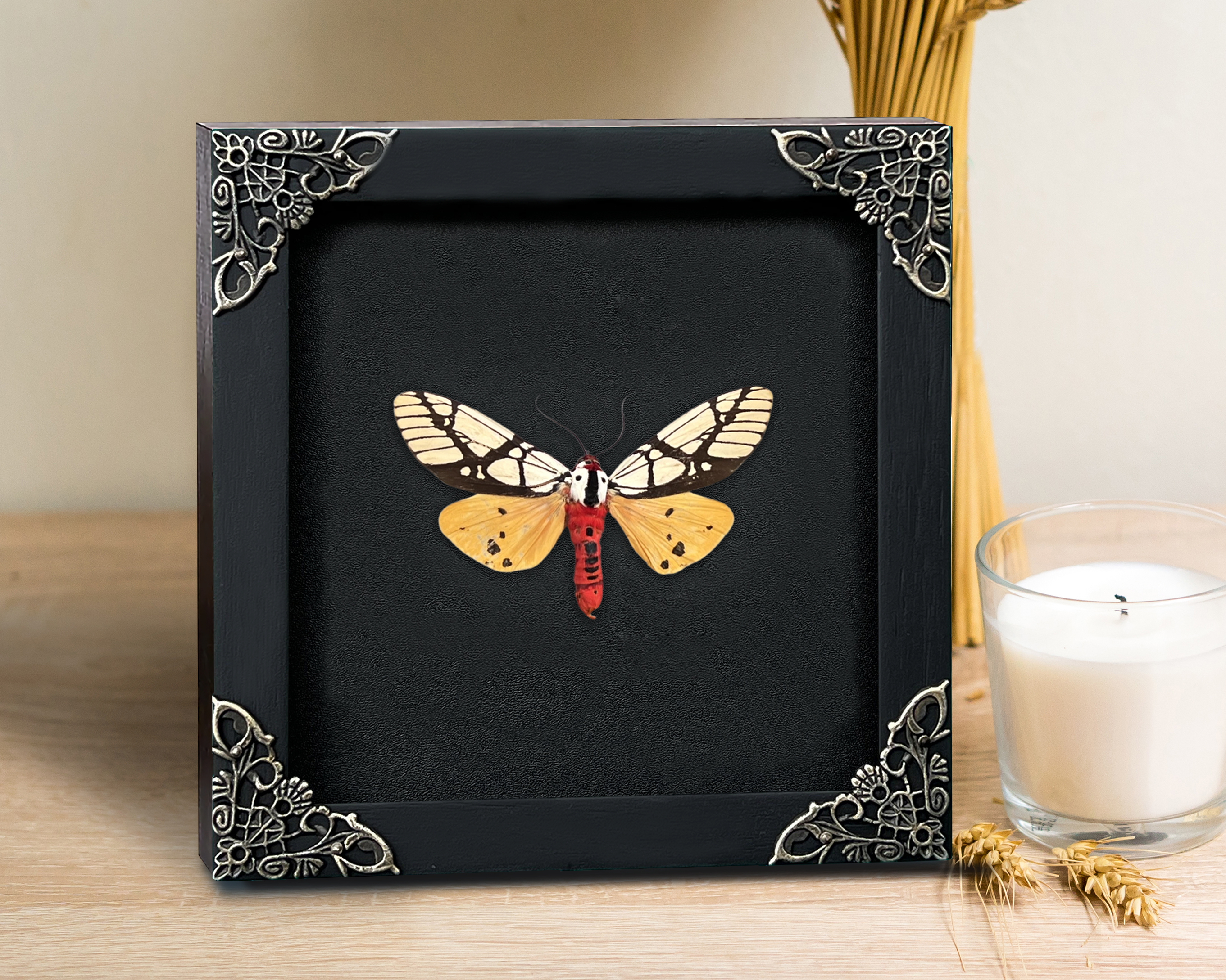 Real Moth Open Wings Gothic Decor Taxidermy Insect Shadow Box Entomology Gift K12-14-TR