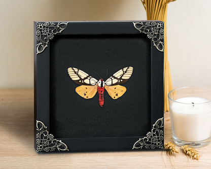 Real Moth Open Wings Gothic Decor Insect Shadow Box Entomology Gift K12-14-TR