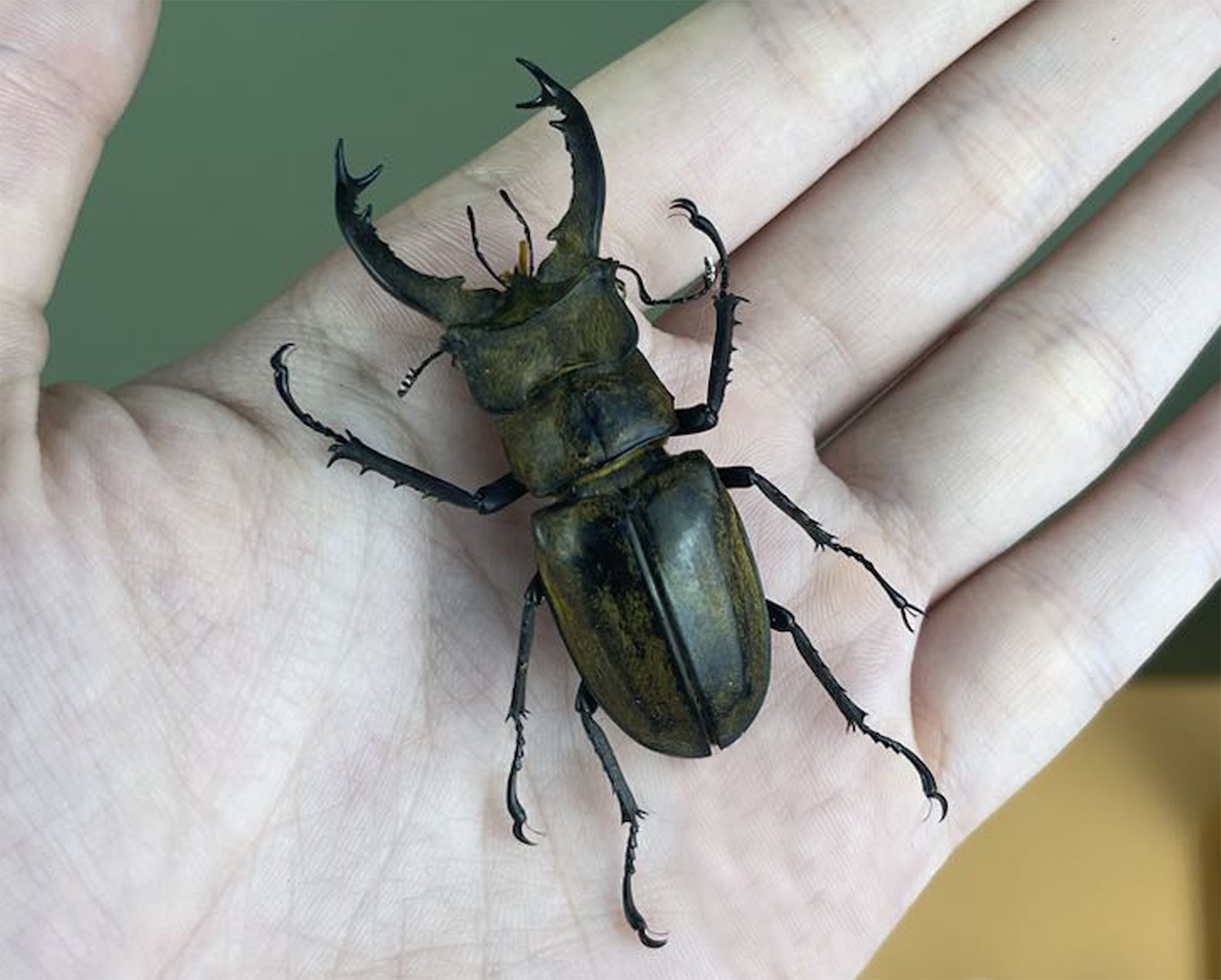 Real Lucanus Stag Beetle Taxadermy Pinned Dried Insect Specimens Taxidermy