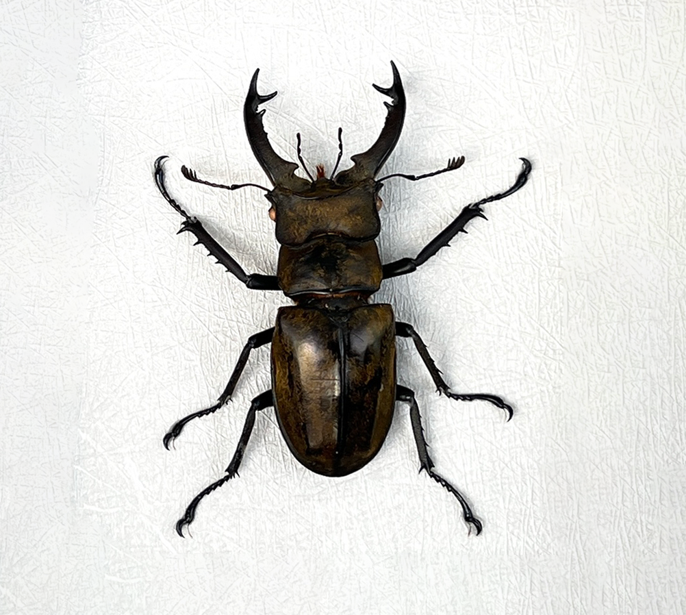 Real Lucanus Stag Beetle Taxadermy Pinned Dried Insect Specimens Taxidermy