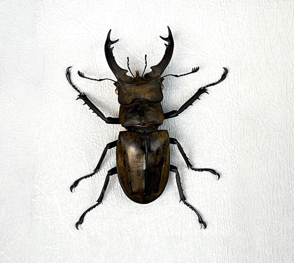 Real Lucanus Stag Beetle Specimen, Pinned Dried Insect, Preserved Beetle Collectible