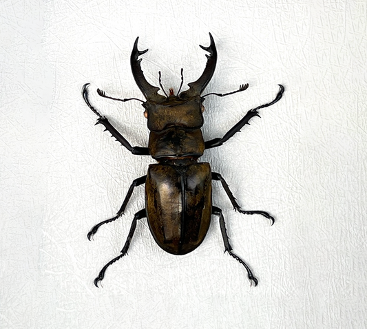 Real Lucanus Stag Beetle Specimen, Pinned Dried Insect, Preserved Beetle Collectible