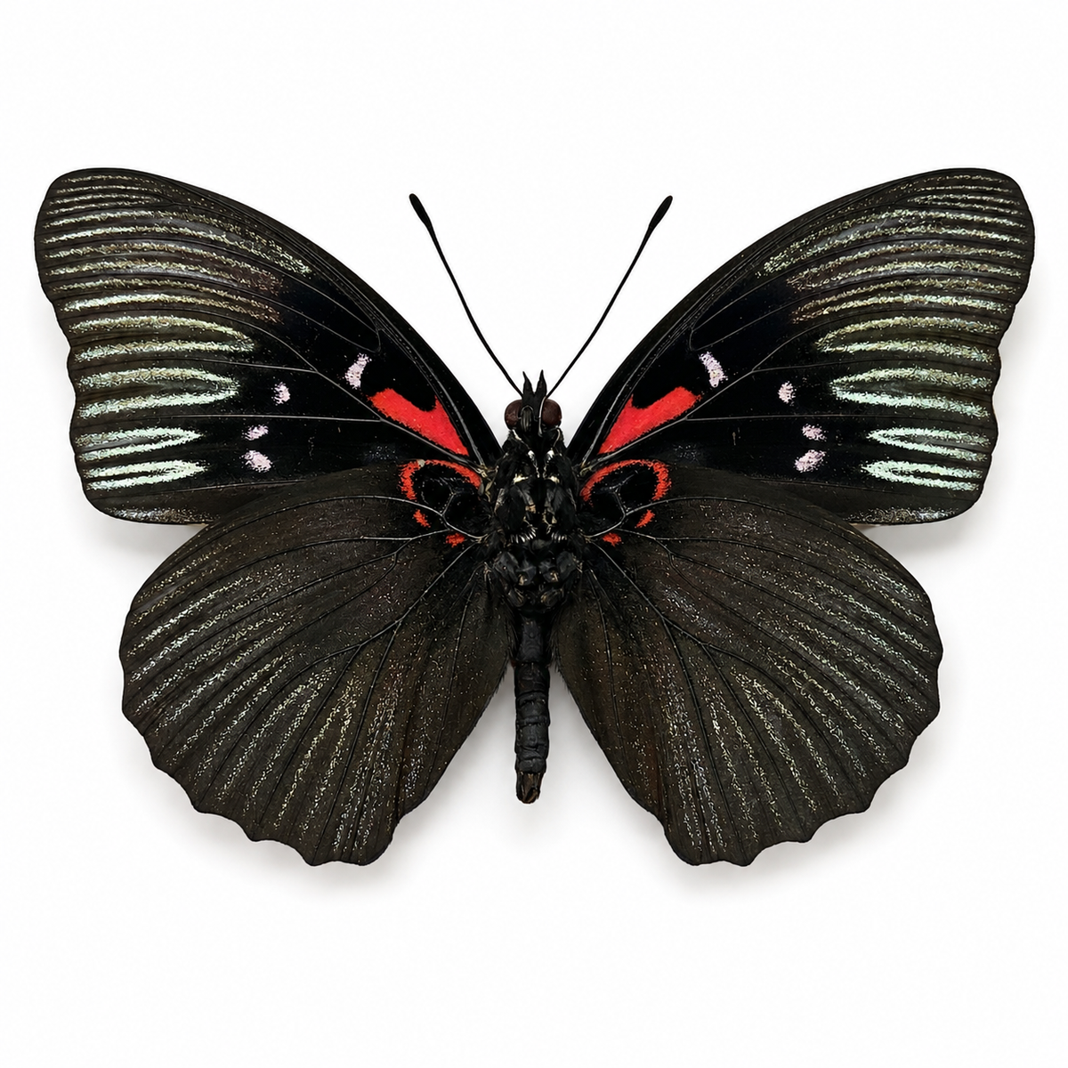 Real Black Empress Butterfly Taxidermy, Sasakia Funebris, Dried Specimen Spread Wings, Real Insect Entomology Display