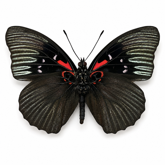 Real Black Empress Butterfly Taxidermy, Sasakia Funebris, Dried Specimen Spread Wings, Real Insect Entomology Display