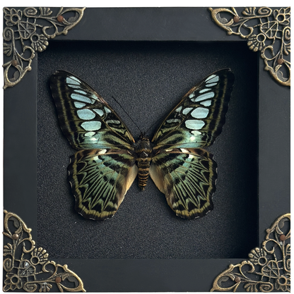 Real Emerald Green Clipper Butterfly Framed Art, Preserved Butterfly Shadow Box, Butterfly Wall Decor