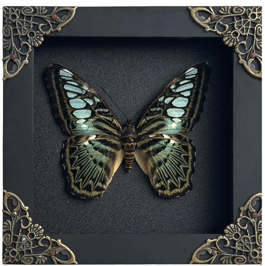Real Emerald Green Clipper Butterfly Framed Art, Preserved Butterfly Shadow Box, Butterfly Wall Decor