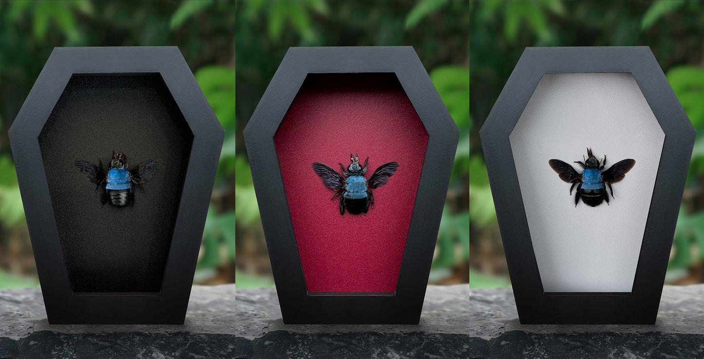 Real Blue Carpenter Bee in Coffin Framed, Gothic Home Decor, Dried Insect Bug Taxidermy Display