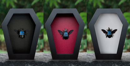 Real Blue Carpenter Bee in Coffin Framed, Gothic Home Decor, Dried Insect Bug Taxidermy Display
