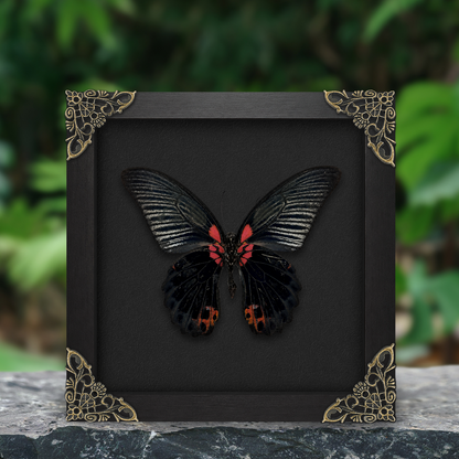 Real Papilio memnon Butterfly in Shadow Box Dried Insect Specimen Gothic Oddities Decor K16-135-DE